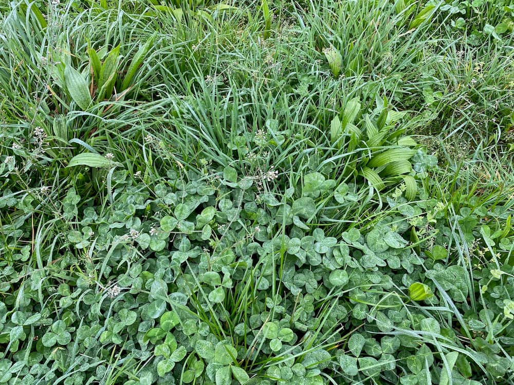Grass on a Southern Pastures dairy farm