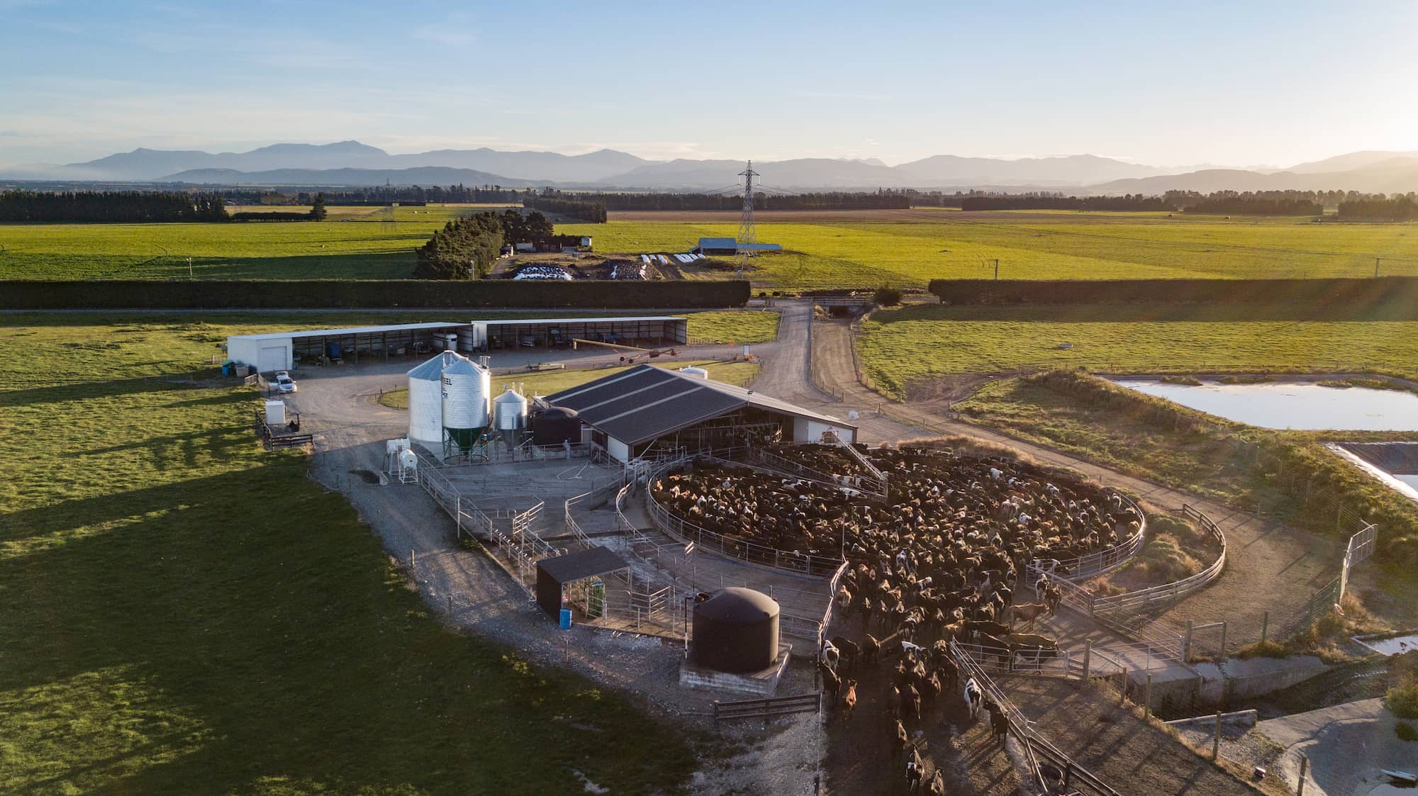 Aerial shot of Southern Pastures milking shed