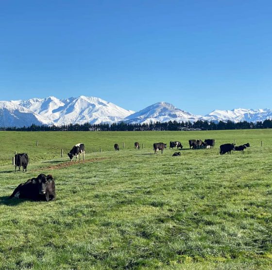 cows on a Southern Pastures NZ GMO-Free dairy farm