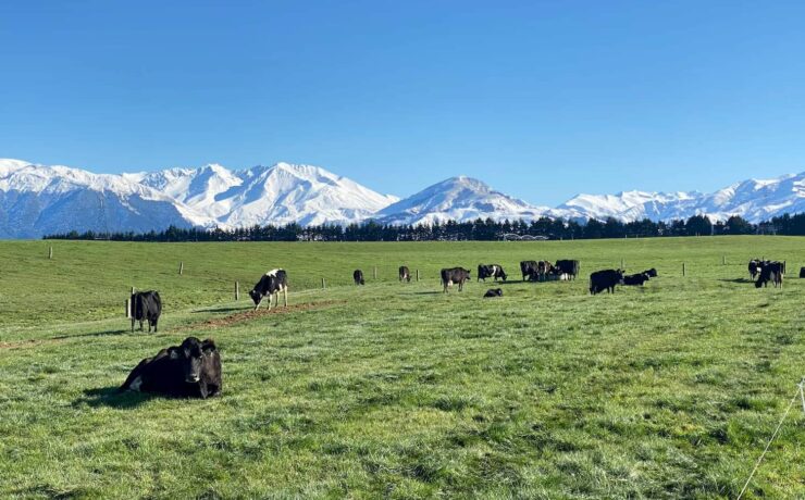 cows on a Southern Pastures NZ GMO-Free dairy farm