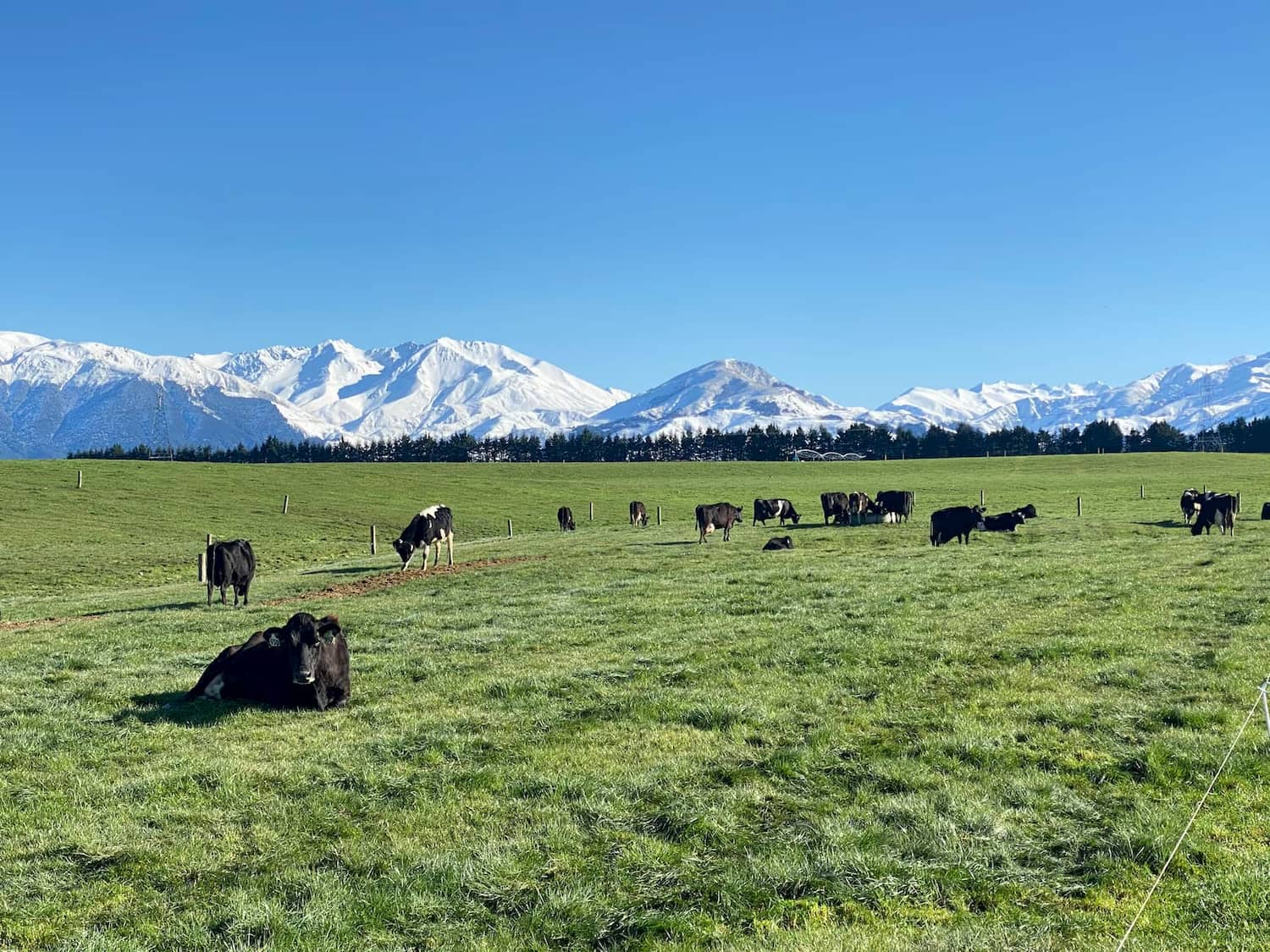 It makes business sense to be GMO-free, Southern Pastures