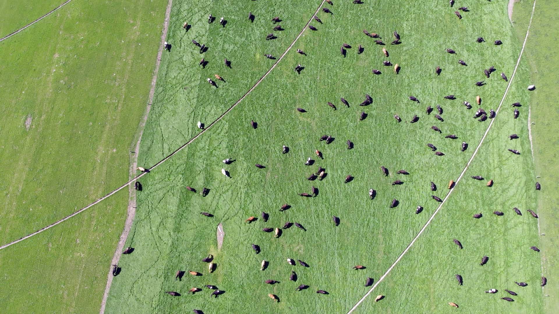 Allan Barber reports on work within some key innovative partnerships, Southern Pastures