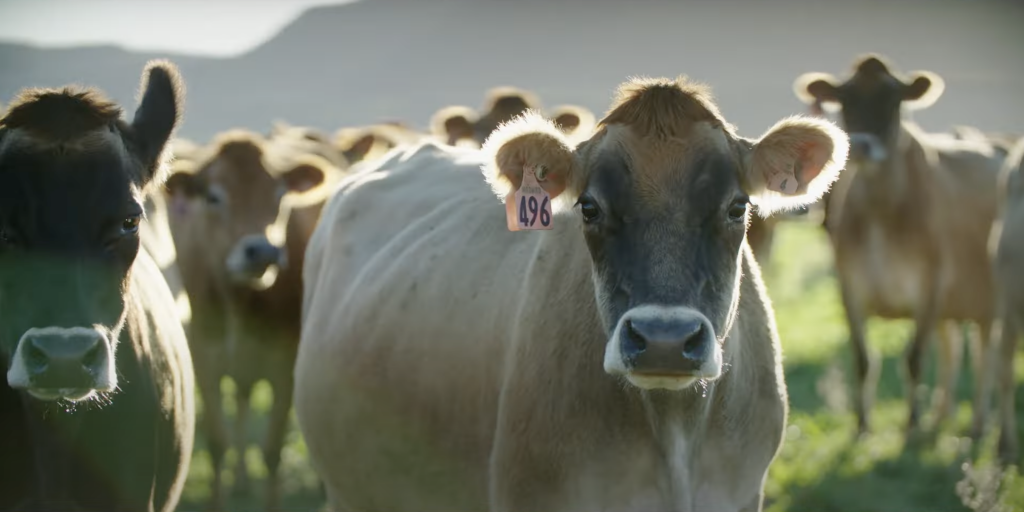 Dairy farming to capture carbon – why it’s possible and produces healthier butter, Southern Pastures